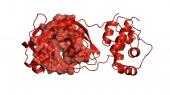 Coronavirus. Supercomputer Cineca trova 40 molecole anti-covid-19