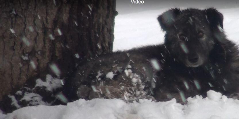 Maltempo, emergenza cani abbandonati