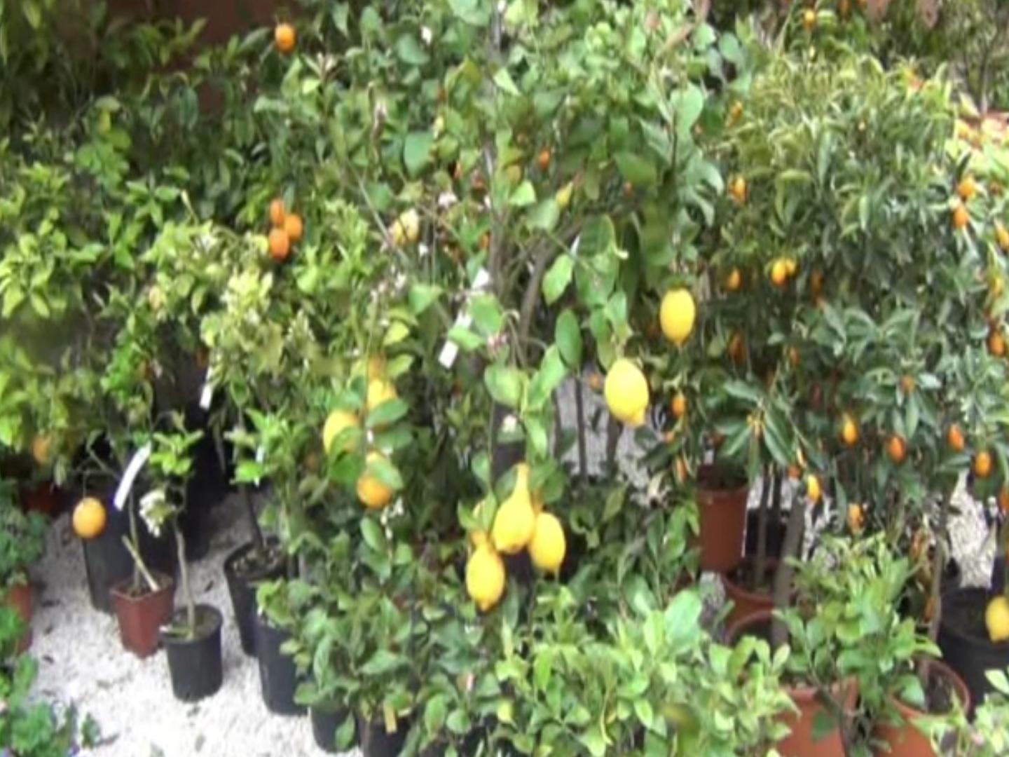 In tempo di crisi la natura va di moda