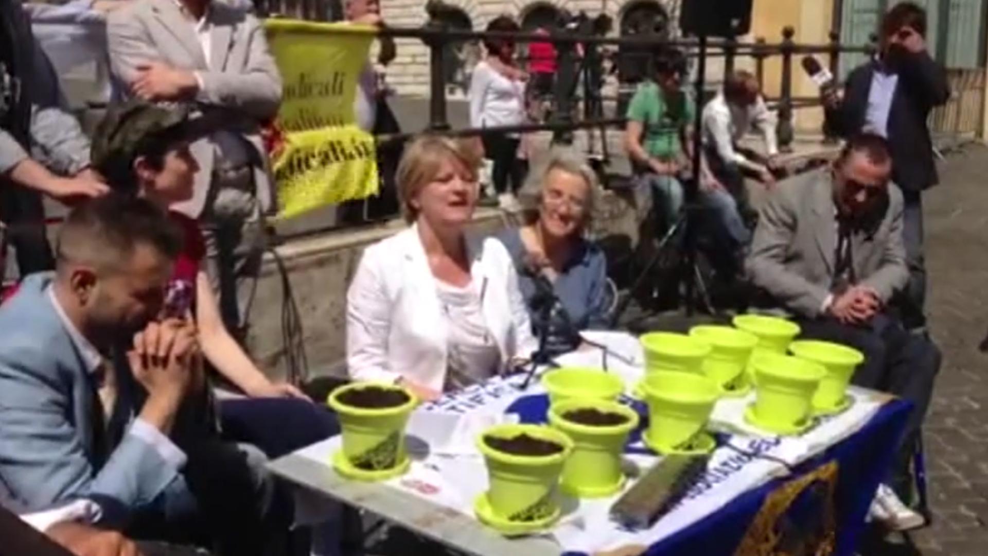 Radicali piantano marijuana a Montecitorio