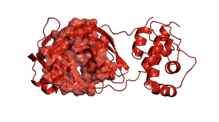Coronavirus. Supercomputer Cineca trova 40 molecole anti-covid-19